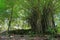 Large Banyan tree and marae French Polynesia