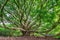 Large Banyan tree in Maui, HI along the Pipiwai trail near the road to Hana