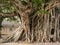 Large Banyan tree roots in the city.