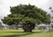 Large Banyan tree in Wailoa River State Park in Hilo on the island of Hawaii.