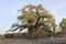 Large Baobab Tree