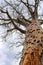 Large baobab tree in lower zambezi national park in zambia