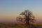 Large baobab tree after sunset