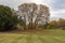 Large bare autumn tree with grass in the foreground