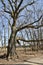 Large bare oak tree along Hickling Recreational Trail