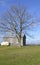 Large bare tree and barn