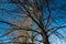 Large bare tree on blue sky background