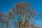Large bare tree on blue sky background