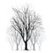 Large bare tree without leaves - hand drawn