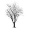 Large bare tree without leaves - hand drawn