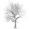 Large bare tree without leaves (Sakura tree) - han