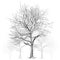 Large bare tree without leaves (Sakura tree) - han