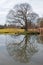 LARGE BARE TREE REFLECTED IN POND OF WATER DURING WINTER