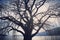 Large bare tree silhouette. Sunshine on icy lake background.