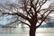 Large bare tree silhouette. Sunshine on icy lake background.