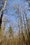 Large bare trees rising against blue sky along Hickling Recreational Trail