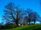 Large bare winter trees on a hilltop in Yorkshire, England