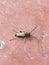 a large bark beetle on a pink background