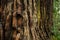 The Large Bark of Redwood Trees