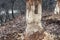 Large bark of a tree trunk gnawed by beavers in the forest