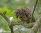 Large Barred Owl perches in a tree feasting on a crawfish.