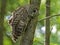 Large Barred Owl perches in a tree watching for food.