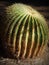 Large Barrel Cactus