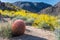 Large Barrel Cactus Overlooking Bristlebush Bloom