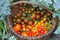 Large basket full of tomatoes