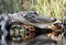 Large basking American Alligator gaping throat pouch; Okefenokee Swamp National Wildlife Refuge, Georgia USA