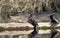 Large basking American Alligator on a log at the Big Water canoe shelter; Okefenokee Swamp National Wildlife Refuge, Georgia USA