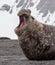 Large battled elephant seal screams his dominance