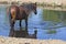 Large Bay Wild Horse At Watering Hole