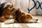 Large beagle hound mix napping indoors by the window. Close up view