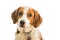 Large beagle hound mix portrait on white background