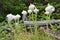 Large bear grass plants growing along hiking trail at Waterton Lakes National Park