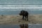 A large Bearded Pig in the Bako area