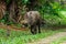 A large Bearded Pig in the Bako area