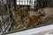 A large beautiful Amur tiger walks along the cage and growls.