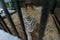 A large beautiful Amur tiger walks along the cage and growls.