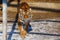 A large beautiful Amur tiger walks along the cage and growls.