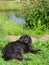 A large beautiful black domestic dog lies on the green  juicy grass in the country on a hot sunny summer day.