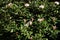 Large and beautiful buds appeared on the Rhododendron bushes with the onset of spring