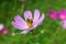 A large beautiful bumblebee on a flower with purple petals collects nectar