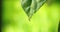 Large beautiful drops of transparent rain water on a green leaf macro. Drops of dew in the morning glow in the sun