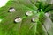 Large beautiful drops of transparent rain water on a green leaf macro. Drops of dew in the morning glow in the sun. Beautiful leaf