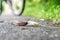 Large and beautiful European slug on the background of the road, grass and standing in the background of the bike