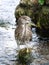 A large beautiful female black crowned night heron bird searches for fish in a small stream of water