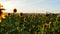 A large beautiful field of sunflowers at sunset.