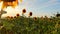 A large beautiful field of sunflowers at sunset.